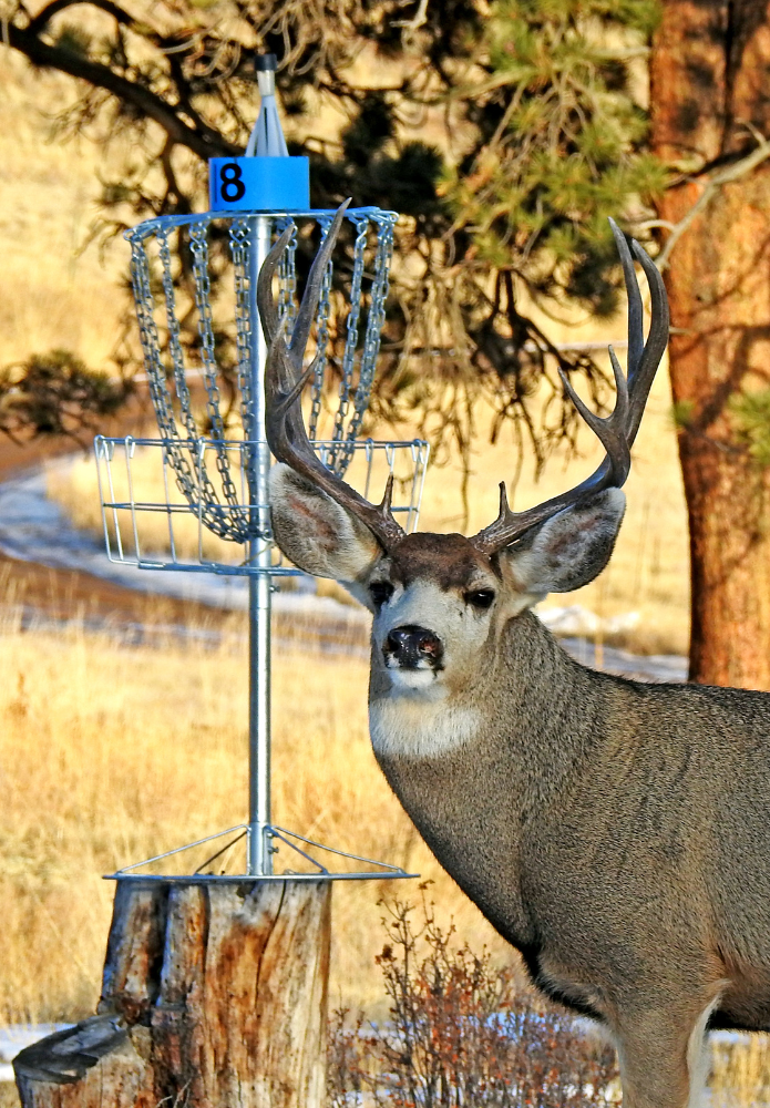 skol ranch disc golf course deer at basket 18
