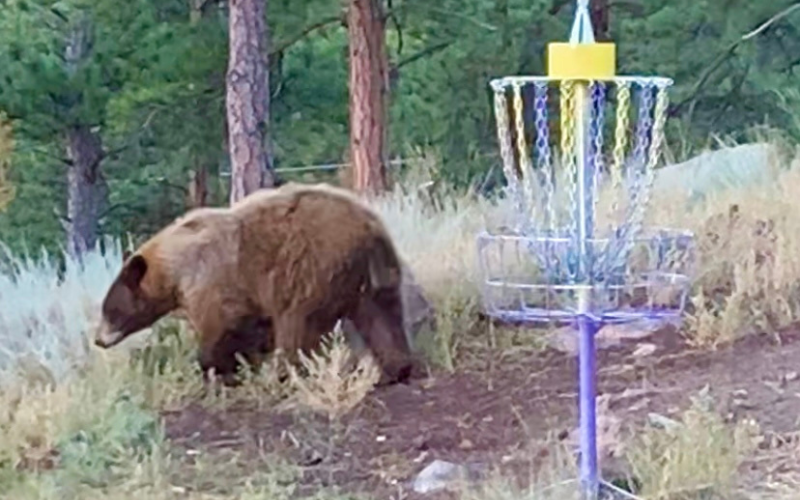 Bear on Disc Golf Course