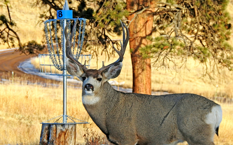 Big Mule Deer on Disc Golf Course in Colorado Join SKOL Ranch